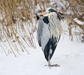 0014 bl. reiger in de sneeuw.web